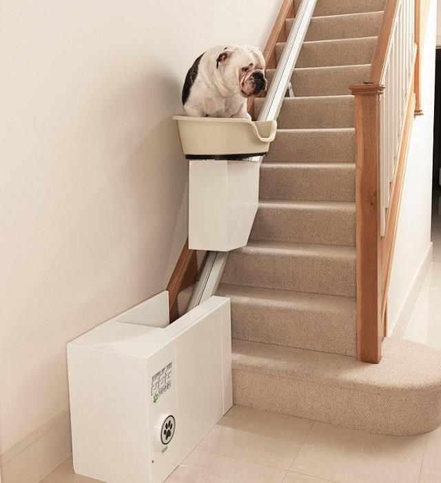 monte escalier chien