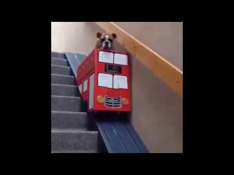 monte escalier chien