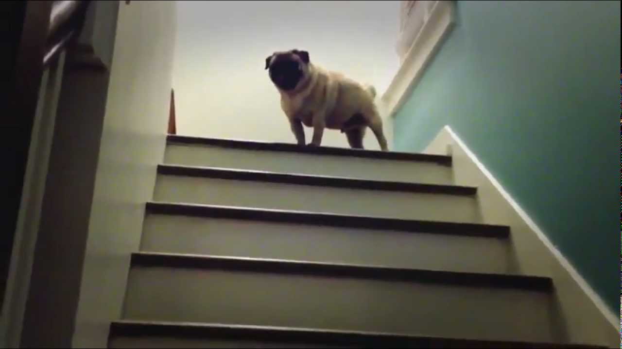 monte escalier chien
